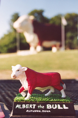Albert bull