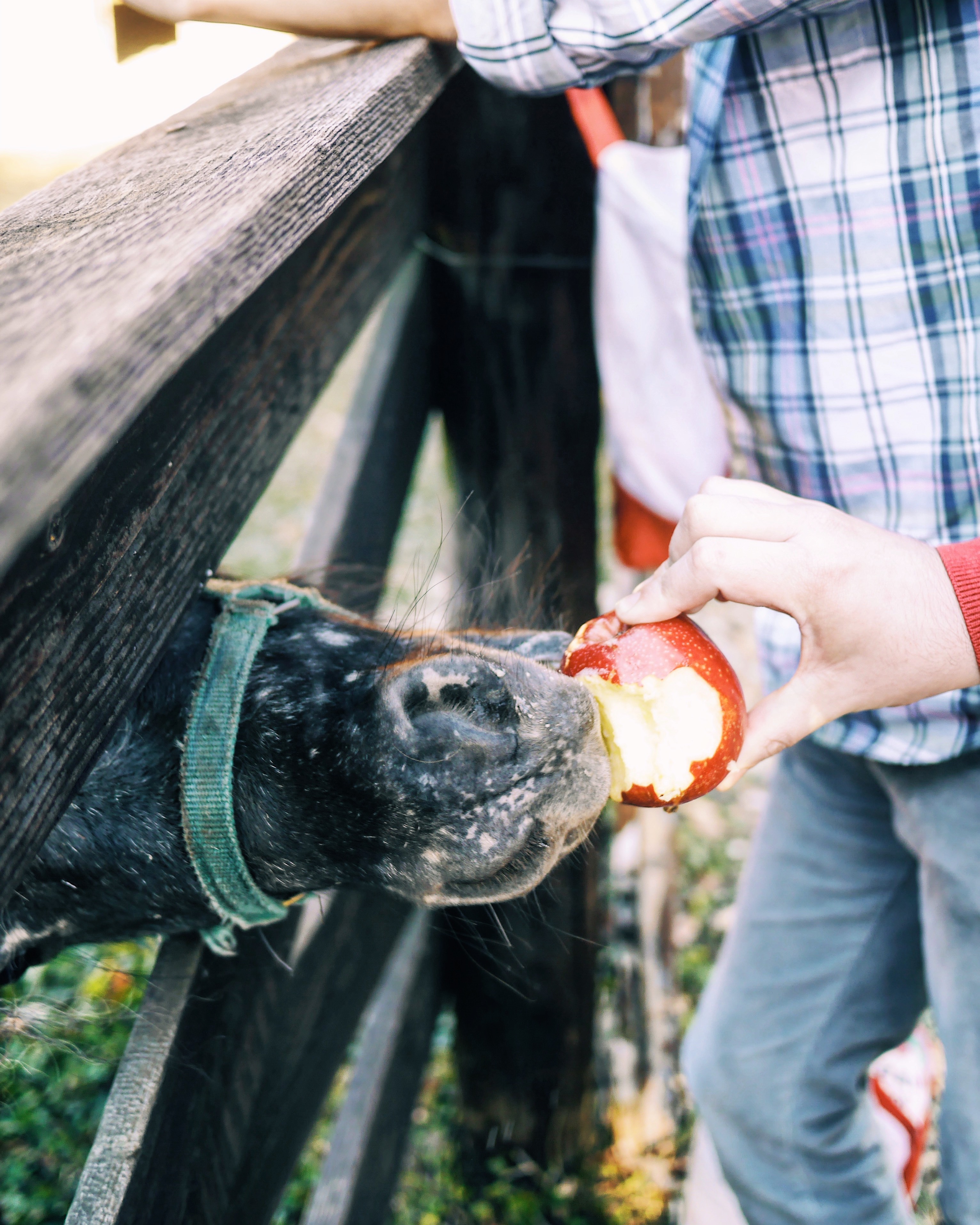 feeing a horse a red apple